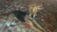 bolota