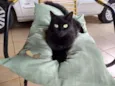 Mimi