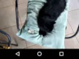Mimi