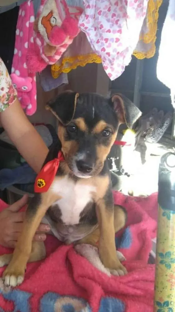Cachorro ra a Srd idade 2 a 6 meses nome JOÃO  