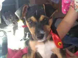 Cachorro raça Srd idade 2 a 6 meses nome JOÃO  