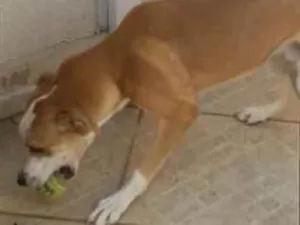 Cachorro raça srd idade 7 a 11 meses nome Bandy