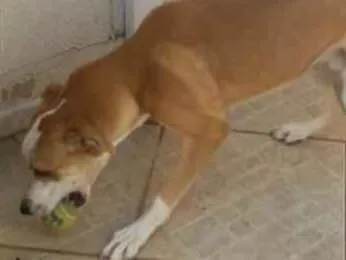 Cachorro ra a srd idade 7 a 11 meses nome Bandy