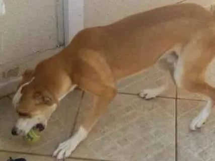 Cachorro ra a srd idade 7 a 11 meses nome Bandy
