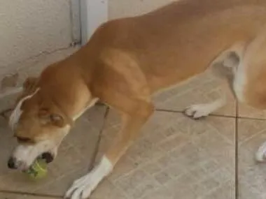 Cachorro ra a srd idade 7 a 11 meses nome Bandy