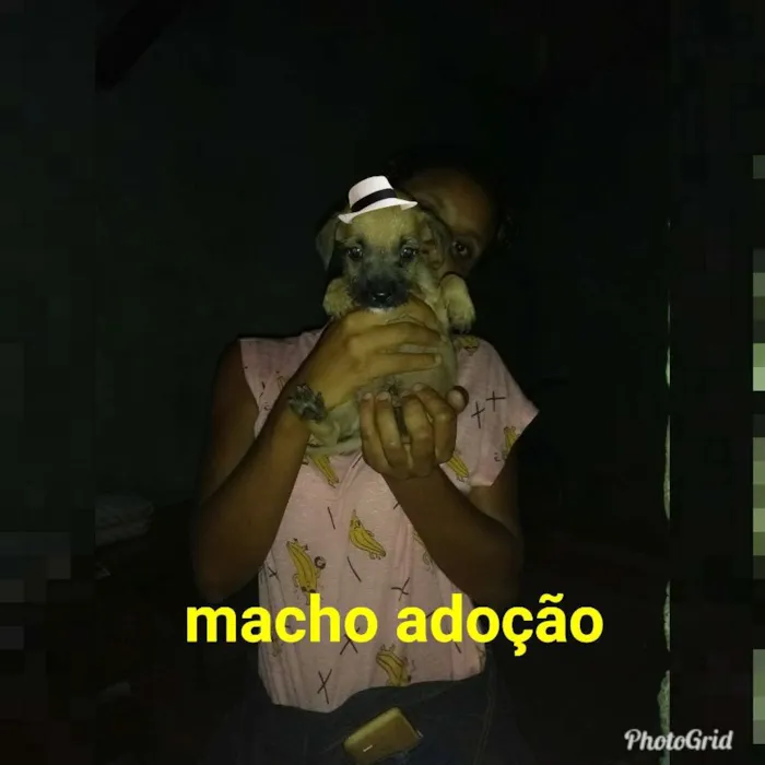 Cachorro raça Srd idade 2 a 6 meses nome Filhote