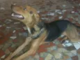 bolota