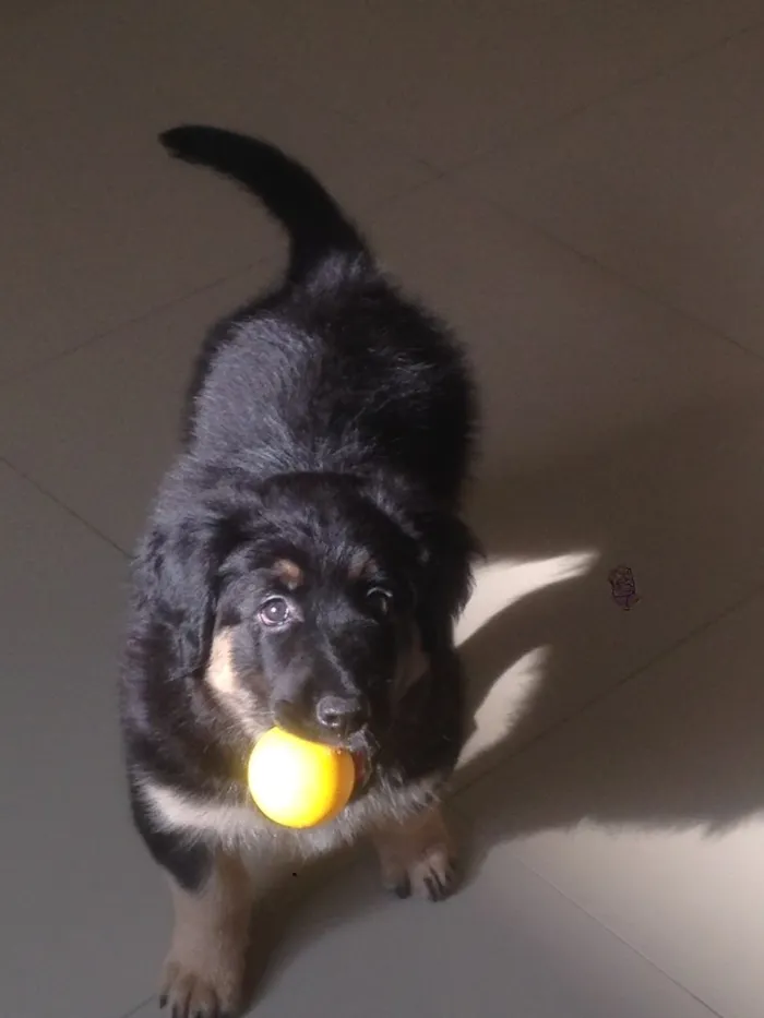 Cachorro ra a SRD idade 2 a 6 meses nome Amora