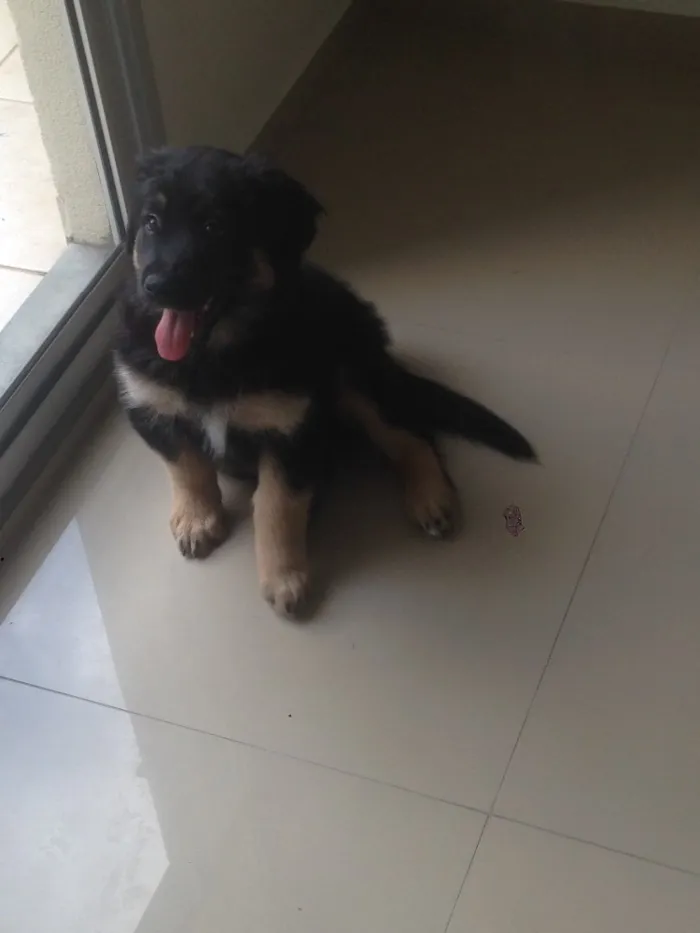 Cachorro ra a SRD idade 2 a 6 meses nome Amora