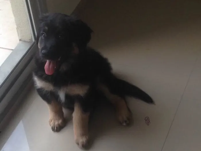 Cachorro ra a SRD idade 2 a 6 meses nome Amora