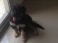Amora