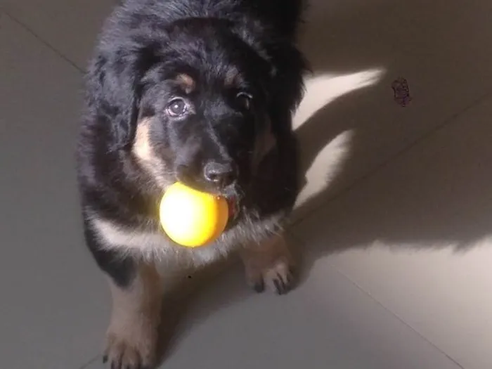 Cachorro ra a SRD idade 2 a 6 meses nome Amora