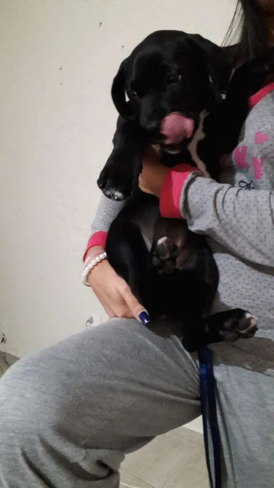 Cachorro ra a mix de labrador idade 2 a 6 meses nome Julie