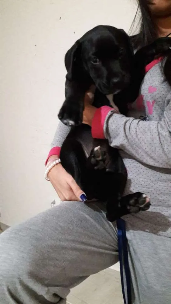 Cachorro ra a mix de labrador idade 2 a 6 meses nome Julie