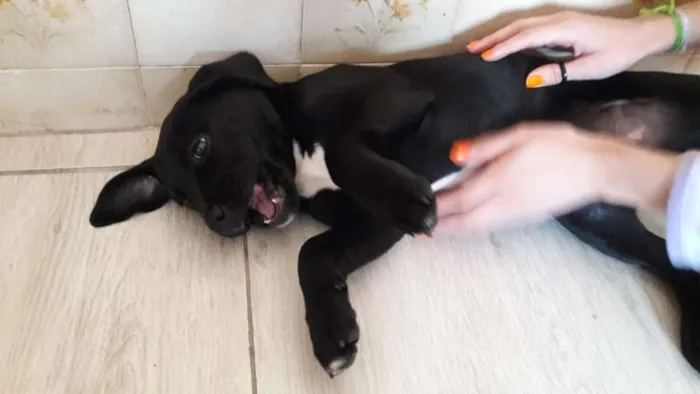 Cachorro ra a mix de labrador idade 2 a 6 meses nome Julie