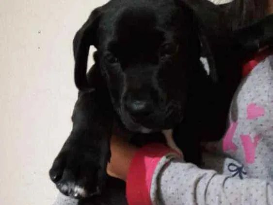 Cachorro ra a mix de labrador idade 2 a 6 meses nome Julie