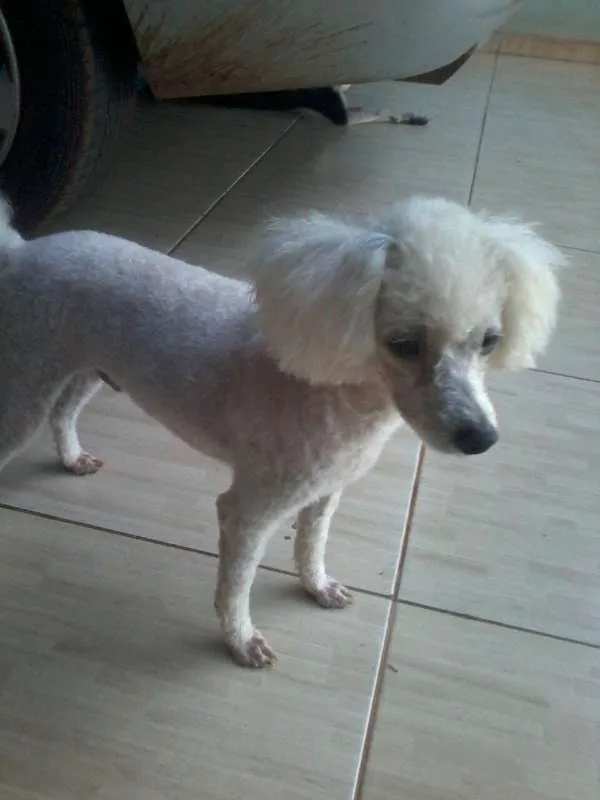 Cachorro ra a Poodle idade 4 anos nome marlei