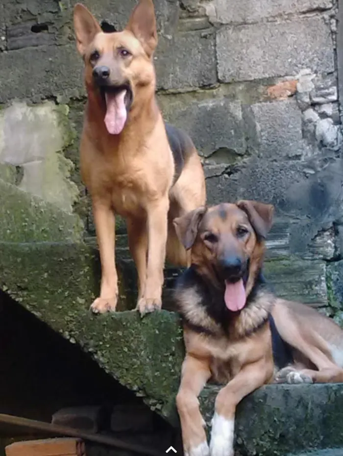 Cachorro ra a Pastor alemão idade 3 anos nome Batman e Mel