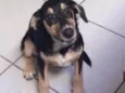 Lolita