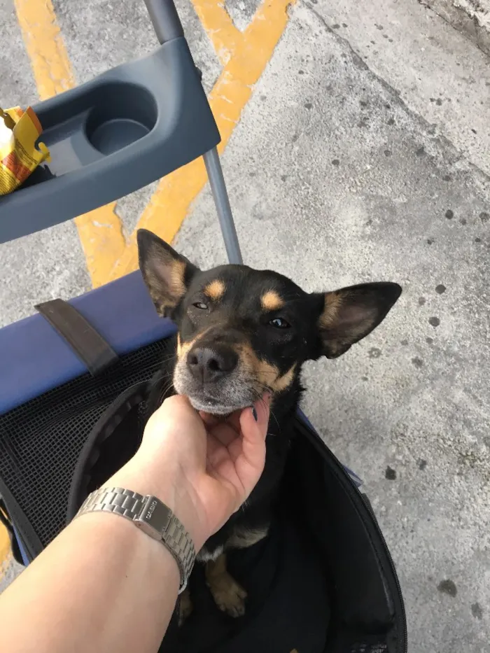 Cachorro ra a Vira lata idade 7 a 11 meses nome Sem nome