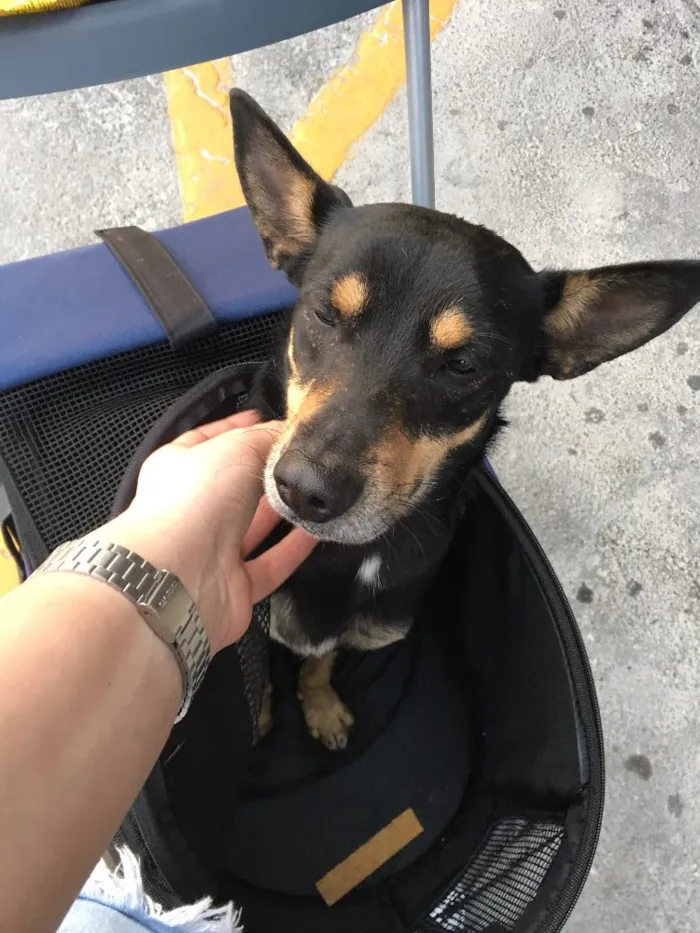 Cachorro ra a Vira lata idade 7 a 11 meses nome Sem nome