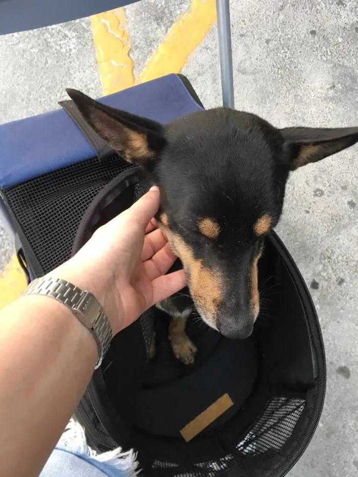 Cachorro ra a Vira lata idade 7 a 11 meses nome Sem nome