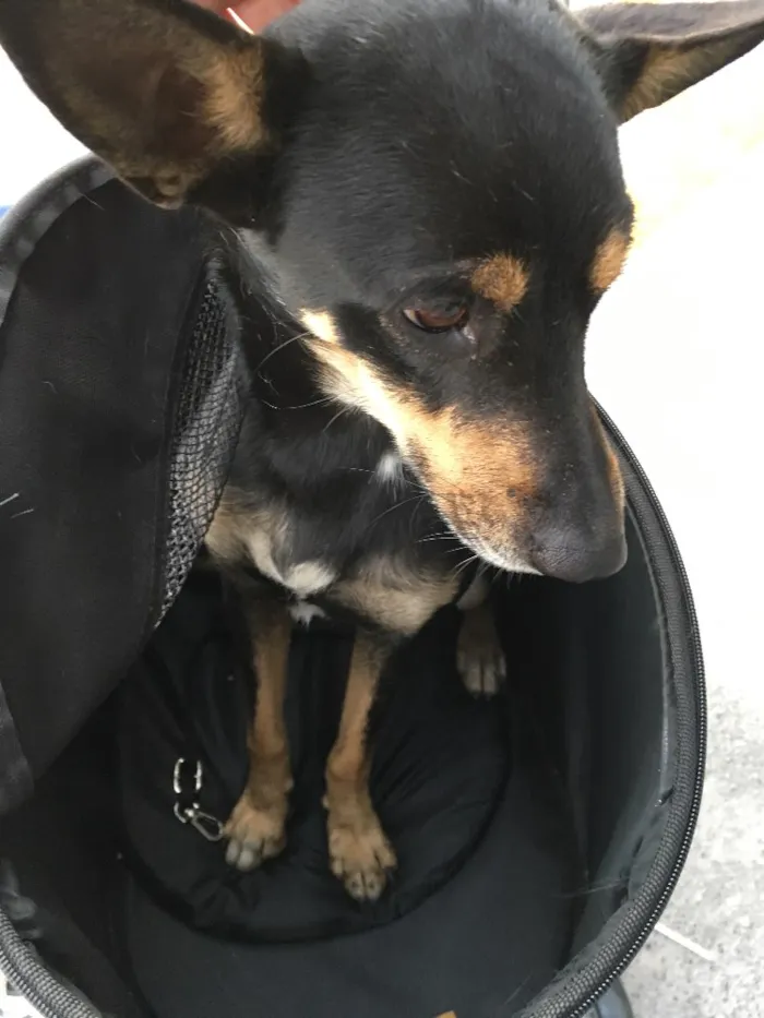 Cachorro ra a Vira lata idade 7 a 11 meses nome Sem nome