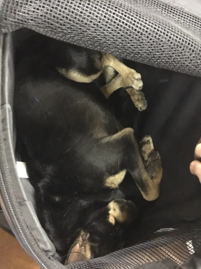 Cachorro ra a Vira lata idade 7 a 11 meses nome Sem nome