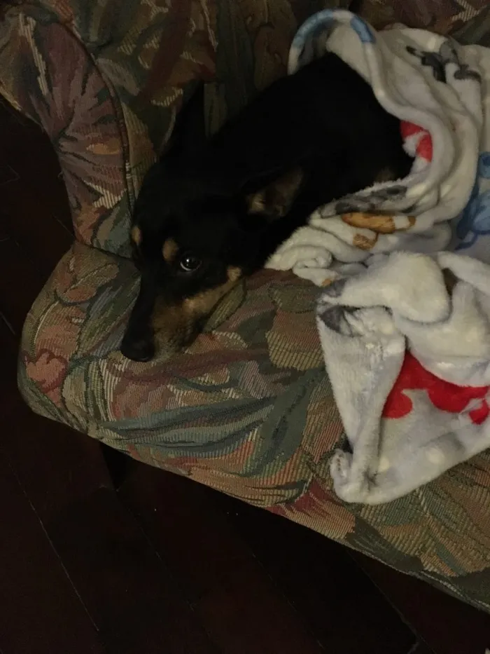 Cachorro ra a Vira lata idade 7 a 11 meses nome Sem nome