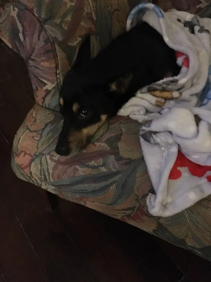 Cachorro ra a Vira lata idade 7 a 11 meses nome Sem nome