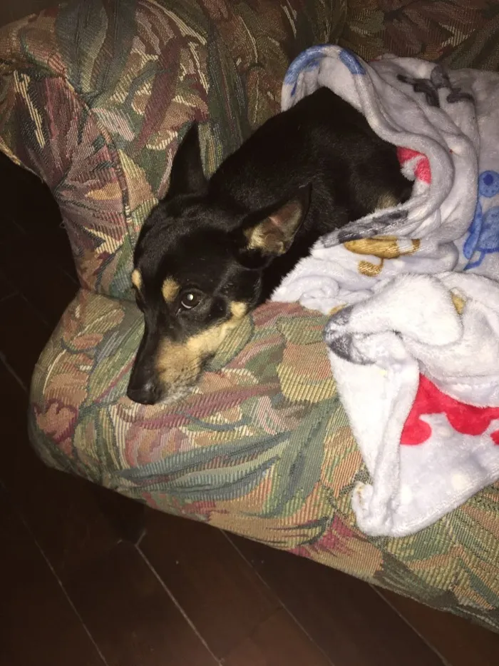 Cachorro ra a Vira lata idade 7 a 11 meses nome Sem nome