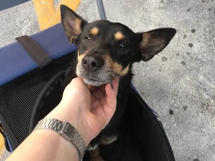 Cachorro ra a Vira lata idade 7 a 11 meses nome Sem nome