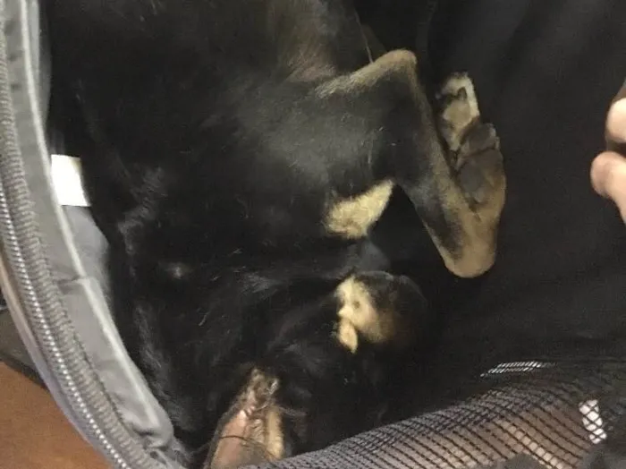 Cachorro ra a Vira lata idade 7 a 11 meses nome Sem nome