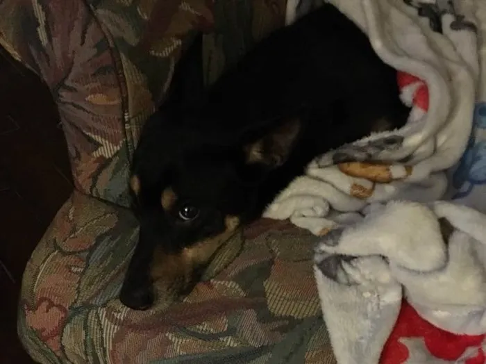 Cachorro ra a Vira lata idade 7 a 11 meses nome Sem nome