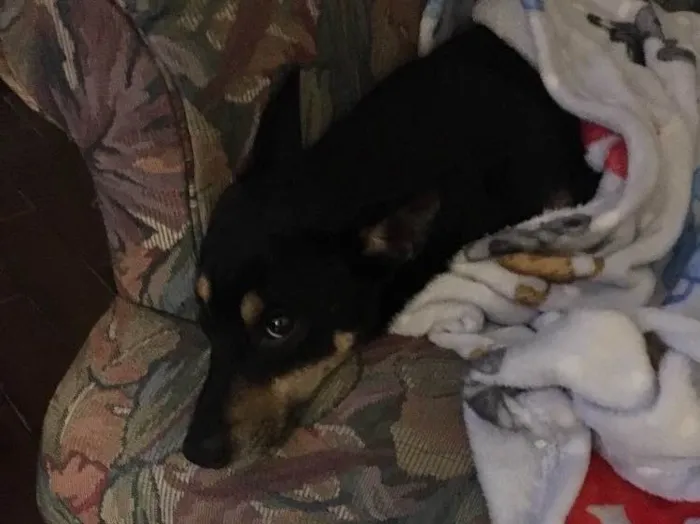 Cachorro ra a Vira lata idade 7 a 11 meses nome Sem nome