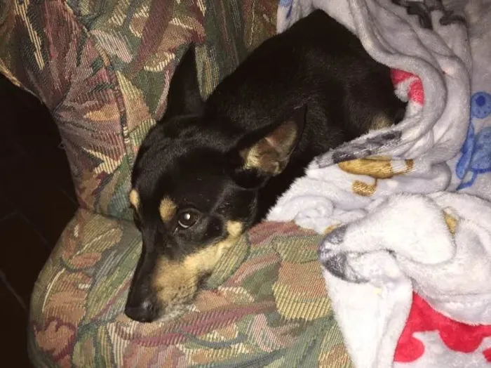 Cachorro ra a Vira lata idade 7 a 11 meses nome Sem nome