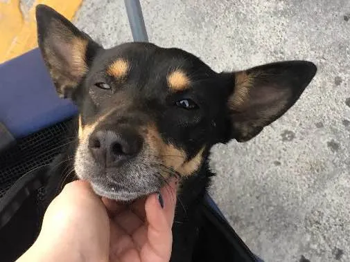 Cachorro ra a Vira lata idade 7 a 11 meses nome Sem nome