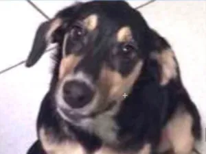 Cachorro raça SRD idade  nome Lolita