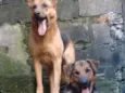Batman e Mel