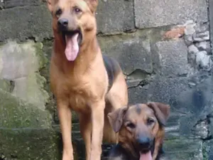 Cachorro raça Pastor alemão idade 3 anos nome Batman e Mel