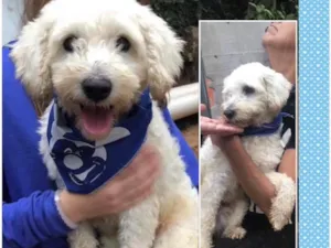 Cachorro raça SRD idade  nome Neco