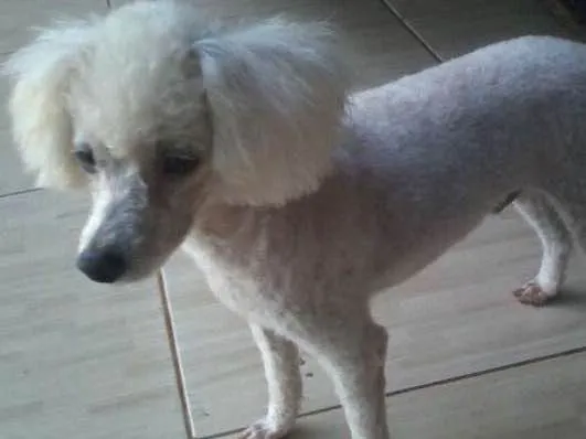 Cachorro ra a Poodle idade 4 anos nome marlei