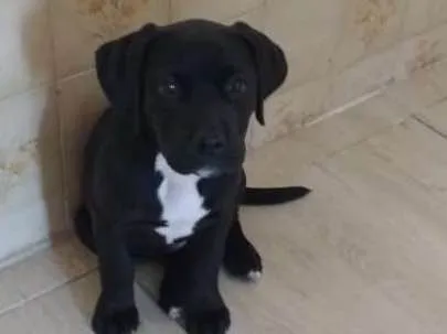 Cachorro ra a mix de labrador idade 2 a 6 meses nome Julie