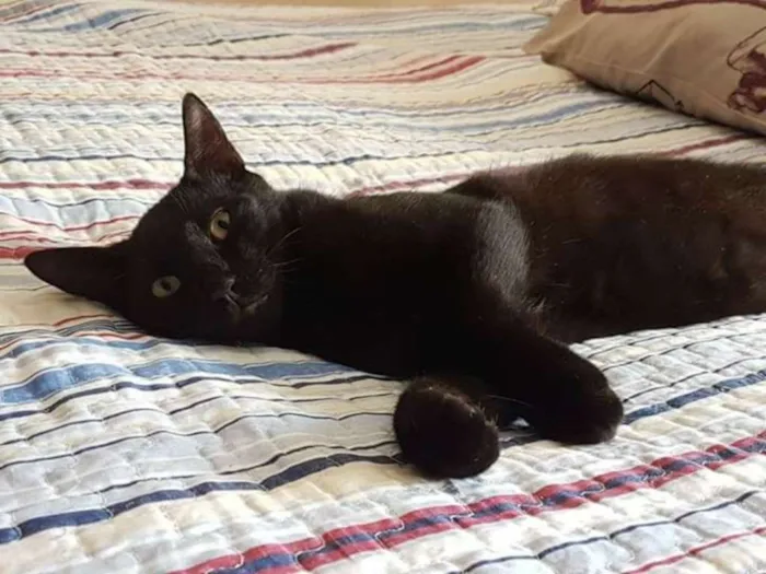 Gato ra a  idade 7 a 11 meses nome Branquinha e Jaguar