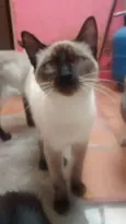Toninho