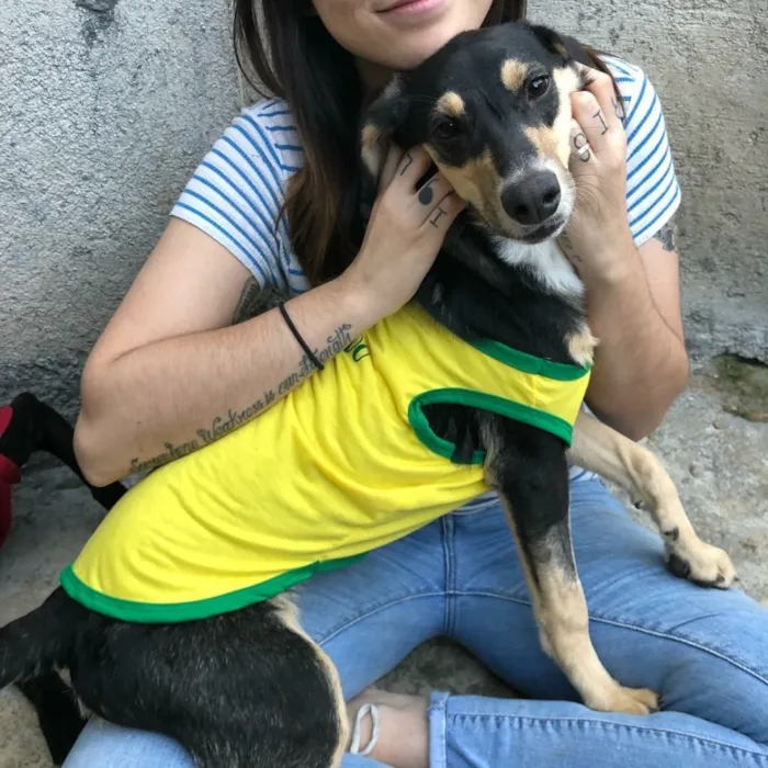 Cachorro ra a SRD idade  nome Lolita
