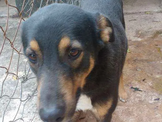 Cachorro ra a Mestiço pastor idade 1 ano nome Zeus