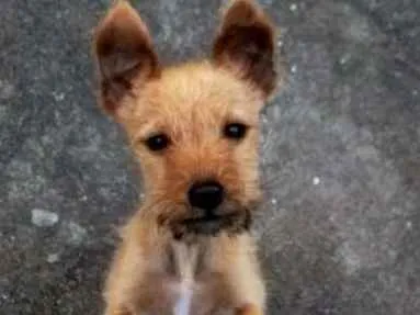 Cachorro ra a Vira lata idade 2 a 6 meses nome Pow 