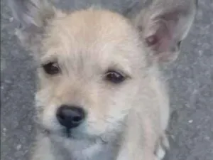 Cachorro raça Vira lata idade 2 a 6 meses nome Fred