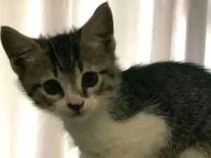 Gato raça srd idade 2 a 6 meses nome gato